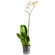 White Phalaenopsis orchid in a pot. Australia